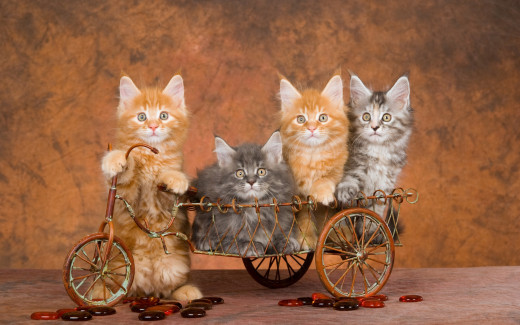 984688 (a): :2880x1800